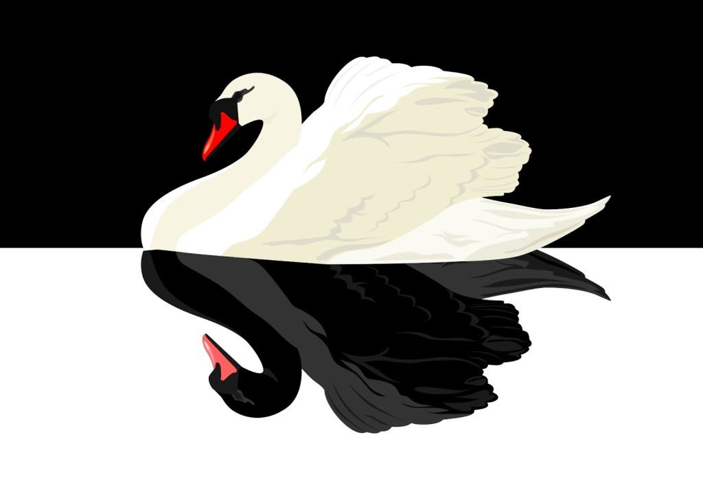 cigno-nero