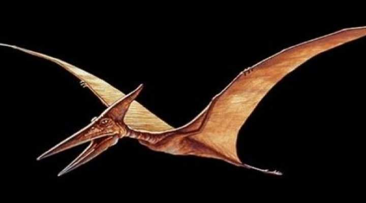 pterodattile