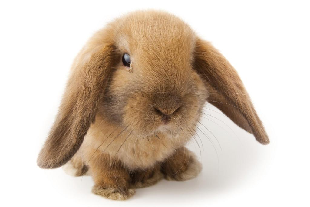 coniglio-nano-ariete-cura-e-alimentazione_b0b9e4055410f26b81b84d3d88056855